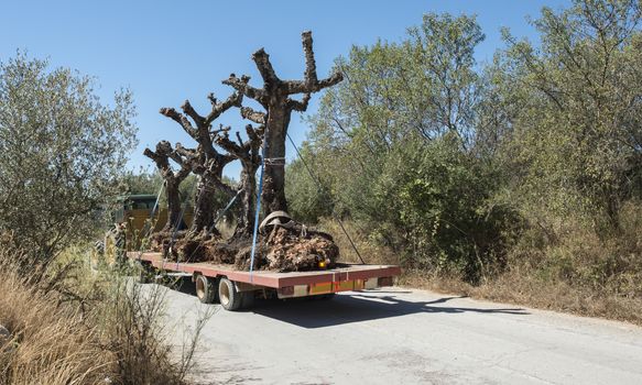 Transporting olive tree