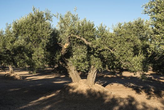 Olive plantation with many trees.