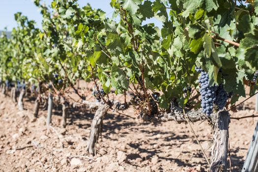 Red wine grapes. Vineyards