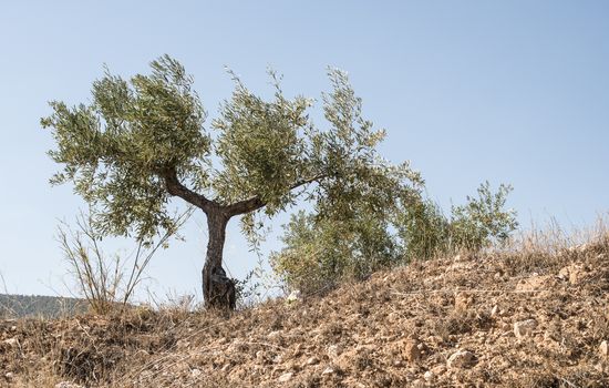 Olive plantation with many trees.