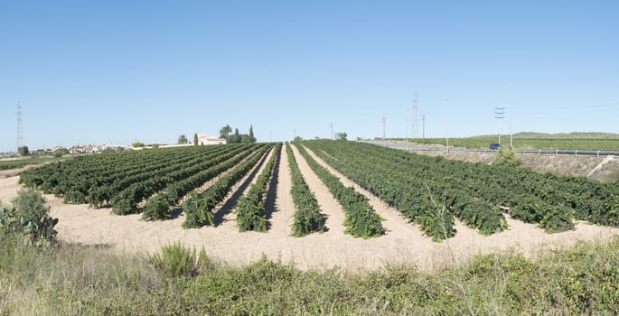 Vineyards and vine factory on background