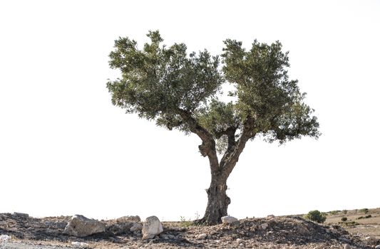 Isolated olive tree. Low poinf of view