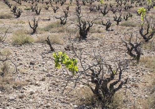 Withered grapes. Vineyards.