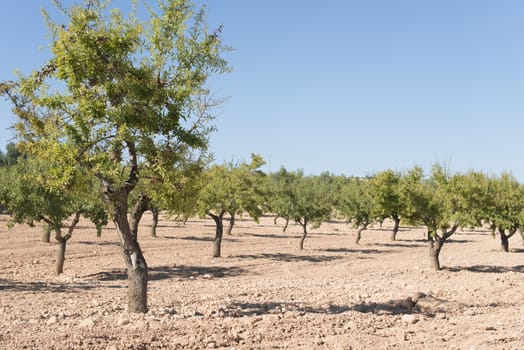 Almond plantation trees in a row.