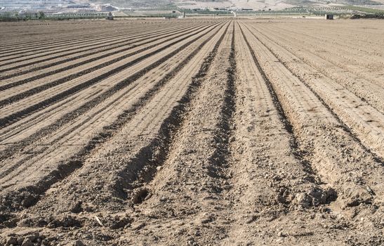 Plowed land. Sunny day