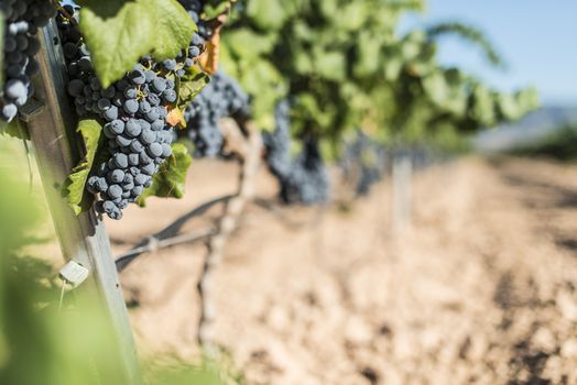 Red wine grapes. Vineyards