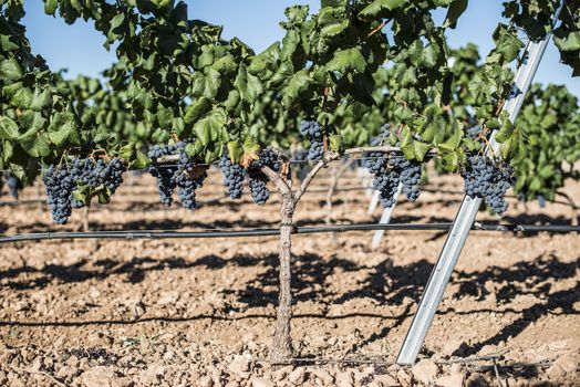 Red wine grapes. Vineyards