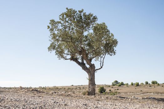 Isolated olive tree. Low poinf of view