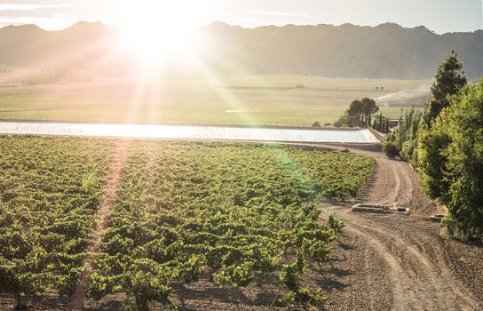 Vineyards at sunset and irrigation canal.