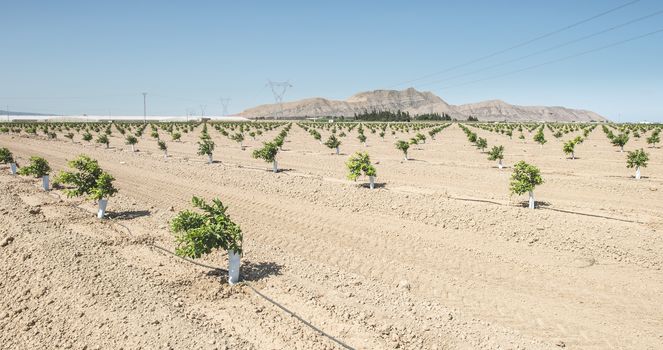 Young new planted orange trees