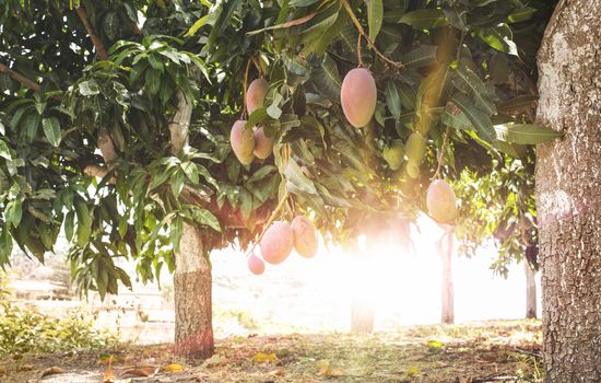 Mangoes on branch and sunrays