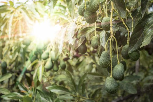 Avocado on a branch. Laden with fruit