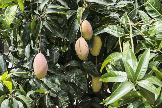 Mangoes on branch. Close up