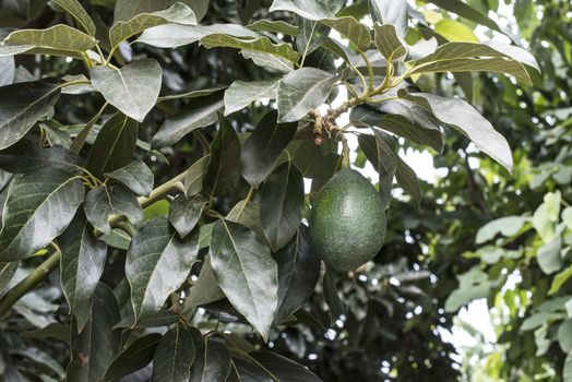 Avocado on a branch. Laden with fruit