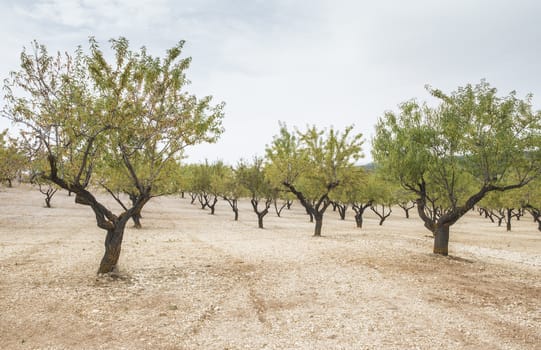 Almond plantation trees in a row.