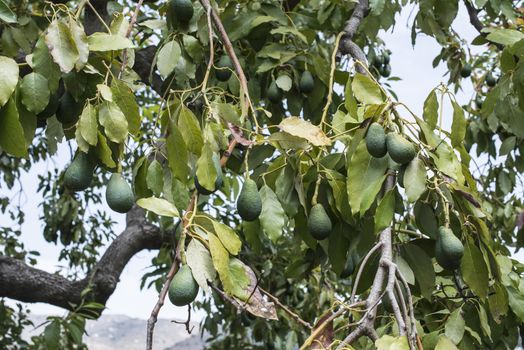 Avocado on a branch. Laden with fruit