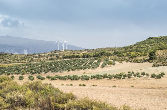 Wind turbines on a hill and olive trees