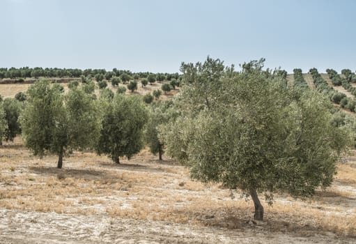 Olive trees in a row. Olive plantation