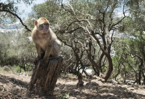 Barbary macaque monkey in Gibraltar