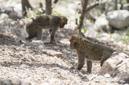 Barbary macaques who fight. Gibraltar