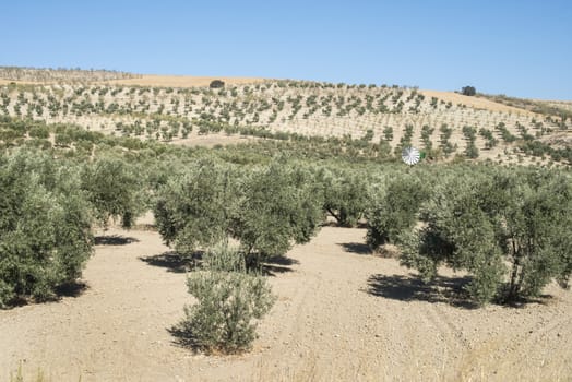 Olive trees in a row. Olive plantation