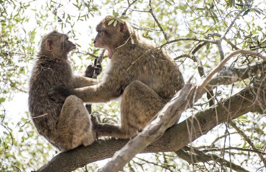 Barbary macaques who fight. Gibraltar