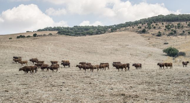 Cows on dairy farm. Brown cows