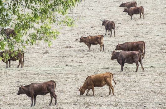 Cows on dairy farm. Brown cows