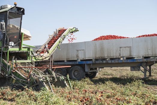 Harvester collects tomatoes in trailer