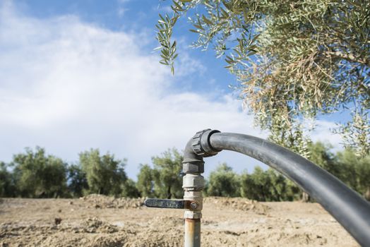 Olive trees and irrigation systems