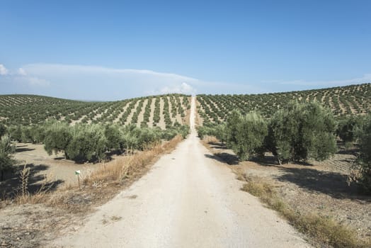 Olive trees and dirt road in olive plantation