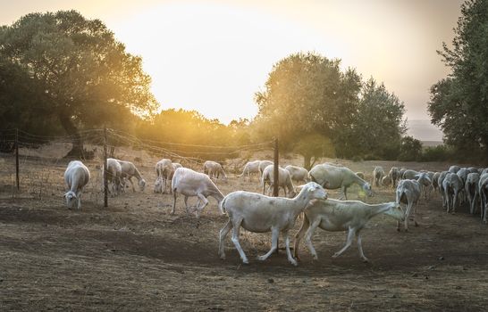 Flock of sheep at sunset in the mountain