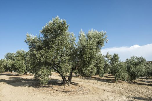 Olive plantation with many trees.