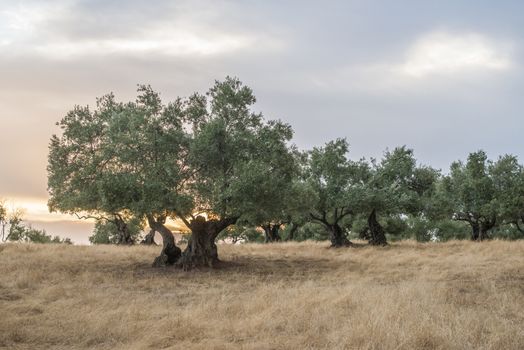 Olive trees at sunset. Sun rays