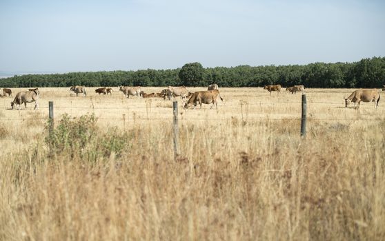 Cows graze yellowed grass in farm