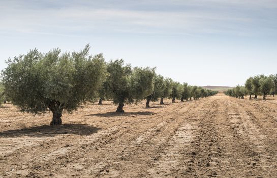 Olive farm. Olive trees in row and blue sky