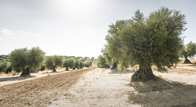 Olive farm. Olive trees in row and blue sky