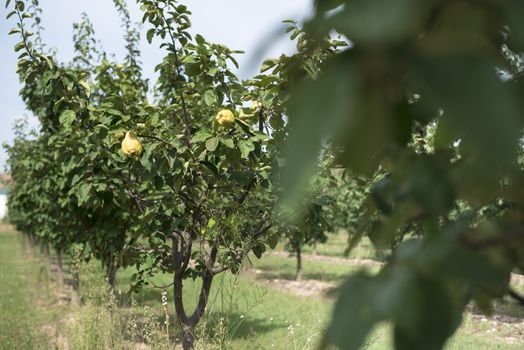 Quince orchard. Quince trees.