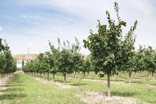 Quince orchard. Quince trees.