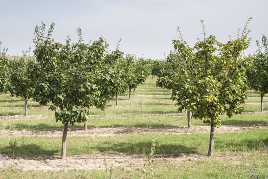 Quince orchard. Quince trees.