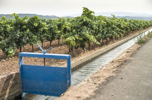 Vineyards and close up irrigation canal.