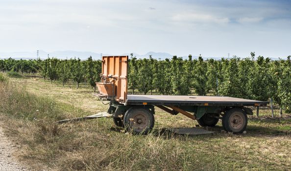 Pears in orchard. Tractor trailer and trees