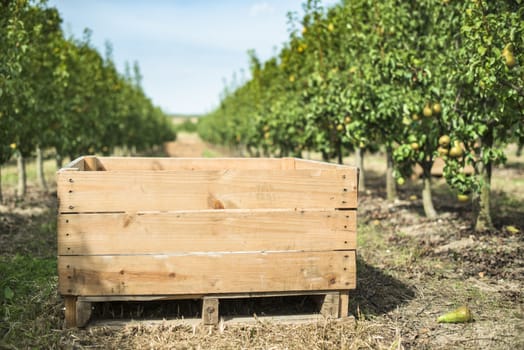 Pears in orchard. Pears trees and a big wooden crate