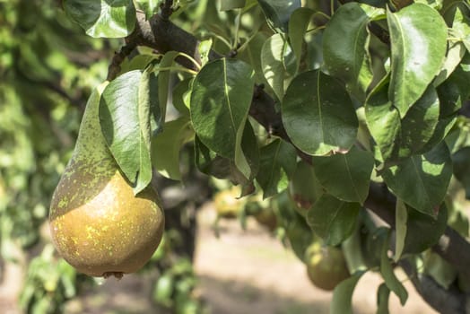 Pears in orchard. Pears on branch closeup