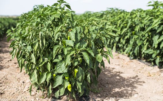 Growing peppers in the field. Close up peppers