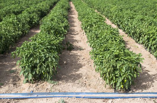 Growing peppers in the field. Sunny day