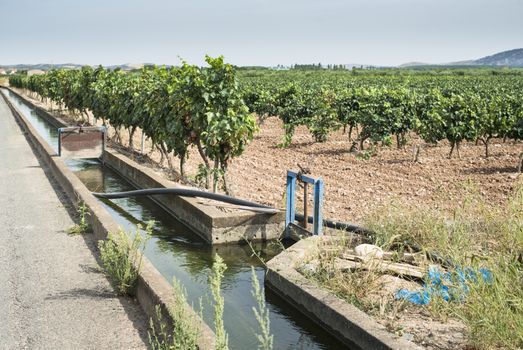 Vineyards and close up irrigation canal.