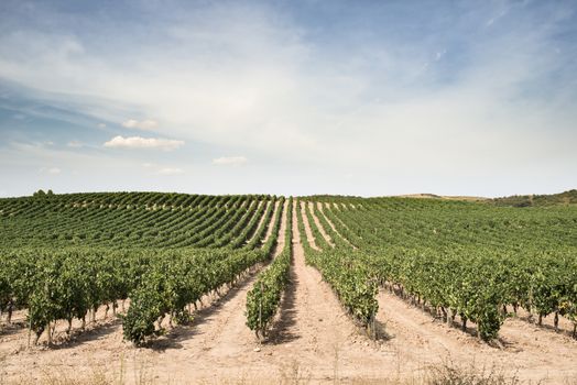 Vine grapes panorama on sunlight