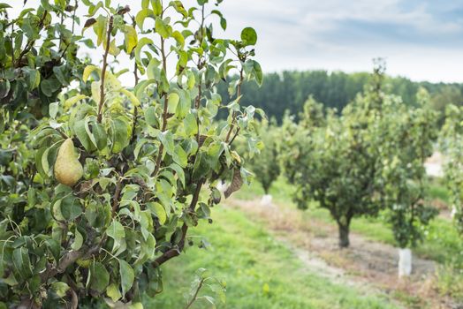 Pears in orchard. Pears trees