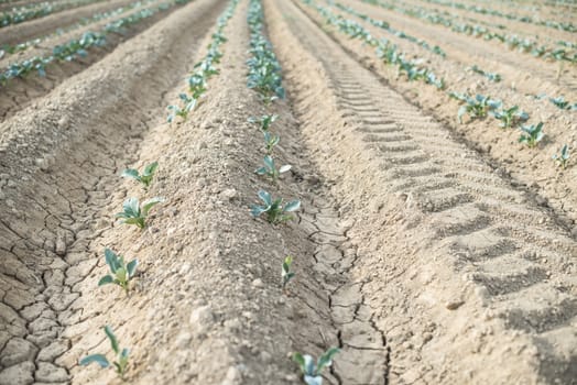 Small planted cabbage in row. Young plants